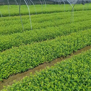 ���ش������l���NС��ë�N���N���N���N�����N�_��