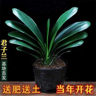 _mԾGֲڈA^иߙnm҃ȺBֲ