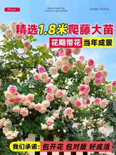 1��8ĸϵ�����Nޱ���������ļ����ٱ��¼�����ֲ�����⻨�����l