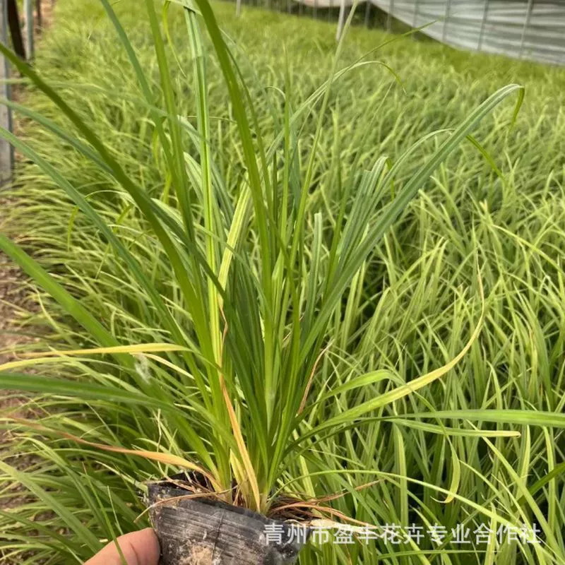Ландшафтный дизайн из мха Лаою, рассада цветов, зеленые мховые горшочки, рассада, база для посадки мха Лаою