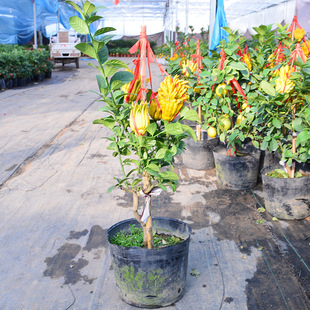 �҃Ƚ��A���֘�����ָ����ԙ��ʘ䎧�������l؛ͥԺ�^������ֲ��