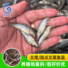 斑点叉尾鱼 斑点叉尾鱼品牌 图片 价格 斑点叉尾鱼批发 阿里巴巴