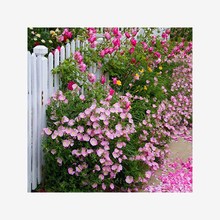 冬天室外易活多年生美丽月见草花种籽子庭院耐寒花卉花仔四季开花