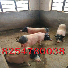 巴马香猪猪苗农家养殖猪苗陆川猪十五斤的巴马香猪价格