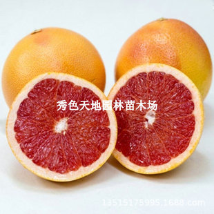 ��Ʒꖹ�һ̖���ּ޽������ָ̽۹�����ľ�ͺ������ϱ����@�Nֲ
