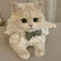 Кошачья одежда осенняя тонкая кукла кошка кошка кошка кошка кошка кошка кошка юбка принцессы юбка кошка кошка рождественский воротник