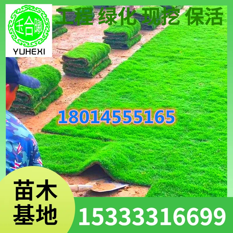 Настоящий газон с грязевым ковром для гольфа, посадка зелени в доме, саду, дворе с почвой для зеленения, газон Манила.