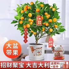 ۘԿʳÎƤļûܾGֲ͏d҃