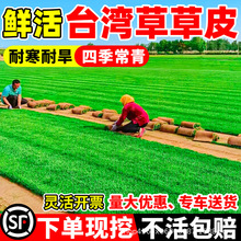 台湾草草皮真草坪带泥土别墅花园绿化四季青果岭草马尼拉草皮带土