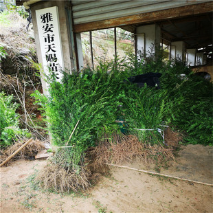 ����ֱ�N�Ϸ��t��ɼ��С�罛��������ľ�e��ͥԺ�҃ȾGֲ�L���G��