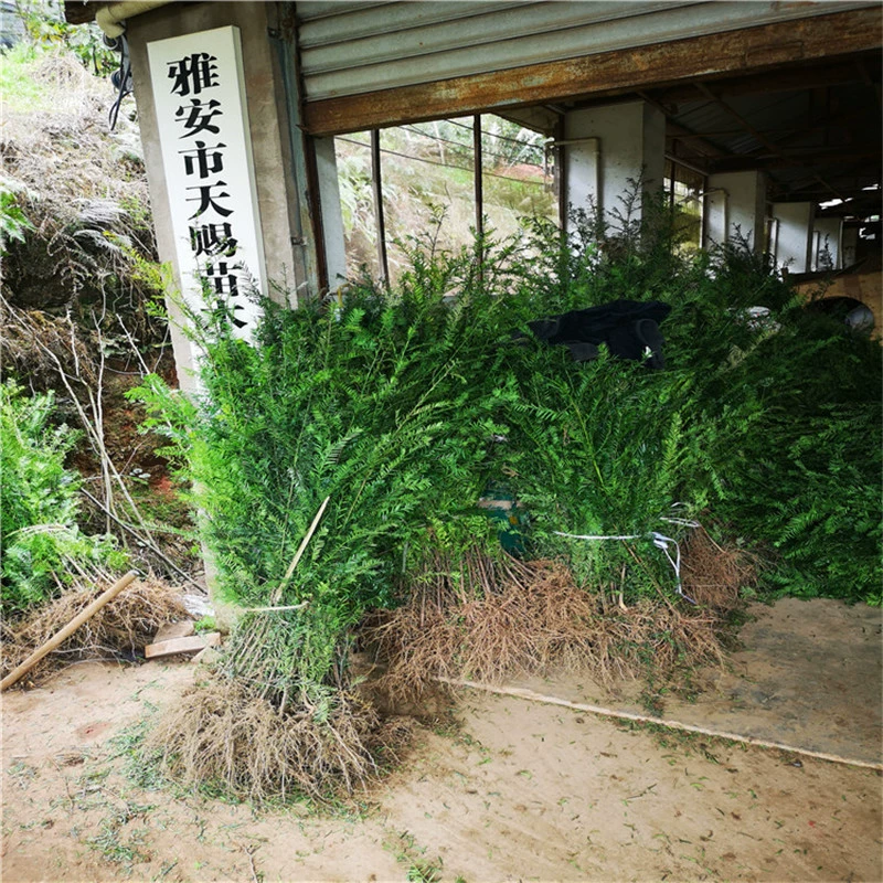 Базовая Прямая продажа саженцев Taxus Экономическое облесение Рассада Вилла Сад Крытый Зеленый Пейзаж Озеленение Дерево