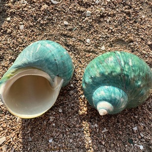 Natural Conch Shell Roll Shell Fish Hermit Crab Spare Replacement Shell Fish Tank Landscape Decoration Aquarium Decoration