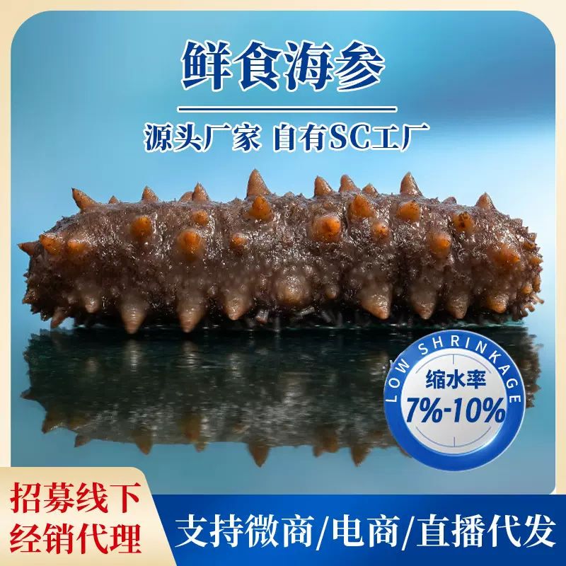 鲜食海参SC工厂现货批发大连即食海参 鲜食海参500G海参干货批发