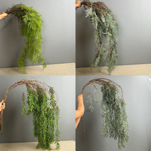 ɭϵ����ާ����Gֲ ��Y����b��ٗl ����ܛ�b�쾰��ֲ��