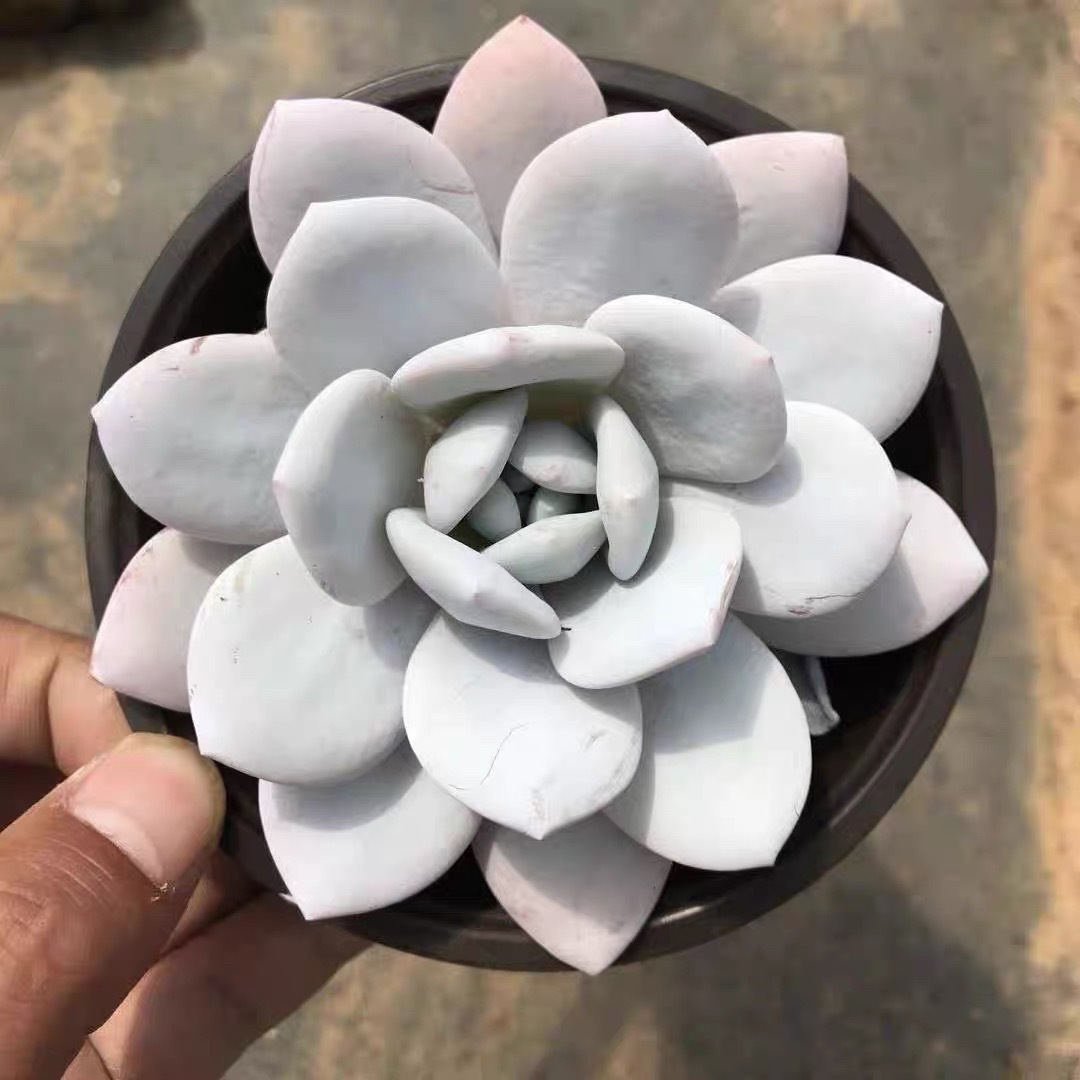 [후회하지 마세요] 흰색 원형 화분 눈연꽃 6-8cm (배송용 플라스틱 화분에 심어주세요)