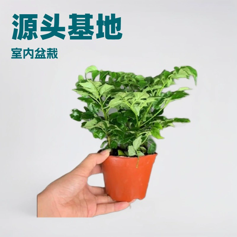 Заводская поставка крытой листвы A90 чашка маленький богатый (Маленькое счастье) офис небольшой горшок оптом