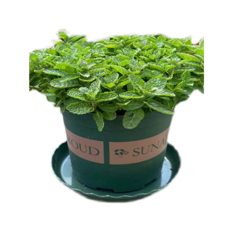 Planta de menta fresca comestible hoja de menta planta de jardín interior mosquitos repelente plantas de menta para gatos flores verdes