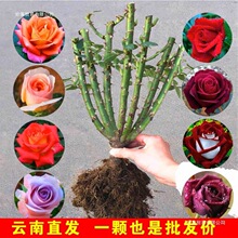 峋池玫瑰花苗老桩绿植物盆栽月季蔷薇老根室内外阳台庭院特大花卉
