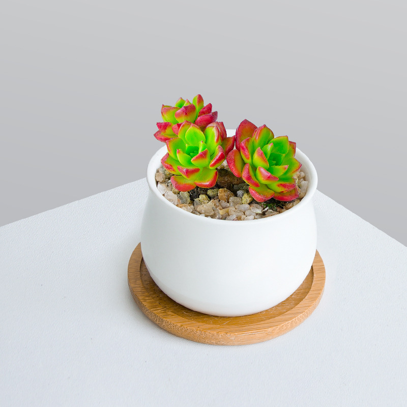 Nuevo huevo de melocotón, una caja completa de variedades raras, combinación de productos de alto precio, plantas de carne en maceta, micro paisaje, paquete de novatos. image 99