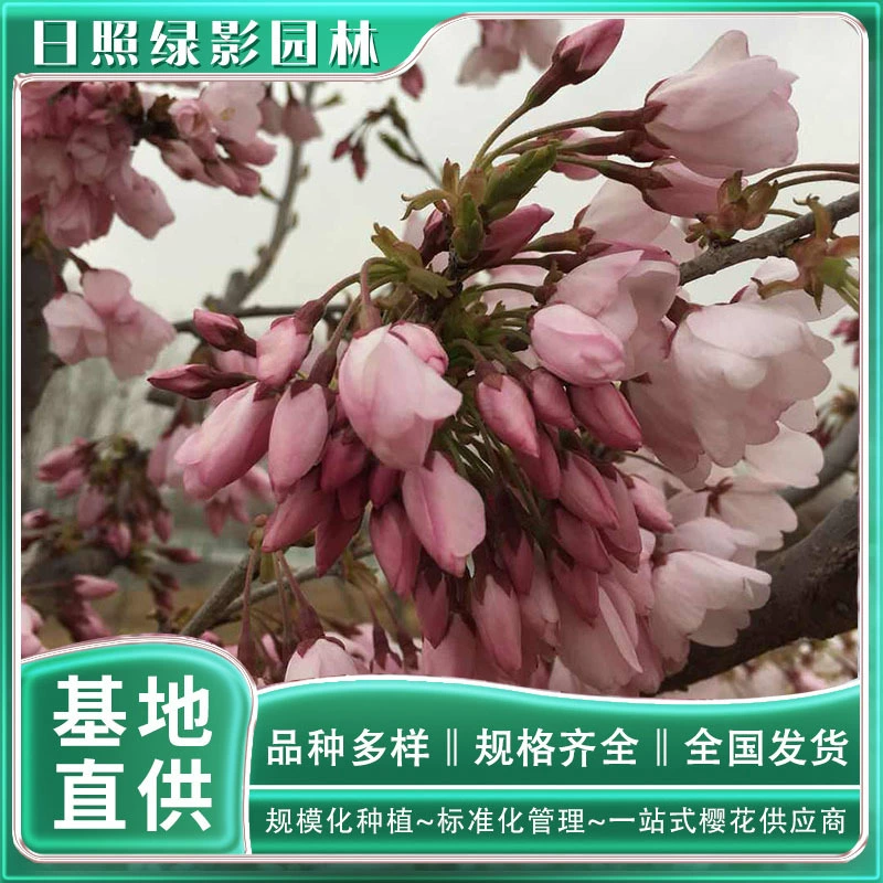 Цена красивой и твердой саженцы вишневого дерева-6 см. Сколько стоит красивое и твердое Вишневое дерево