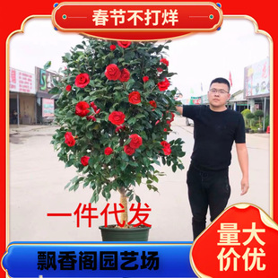 һ�����l�ͺ�ɽ�軨����ͥԺ�e���̓���ֲ������Gֲ���������ļ�