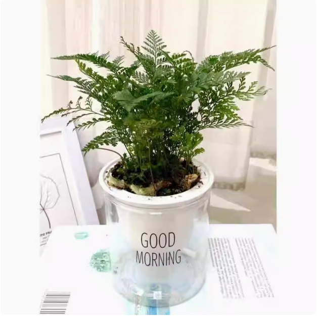 Salón de estar, escritorio de estudio, plantas verdes, resistencia al frío, resistencia a la sombra, fácil mantenimiento de hoja perenne.