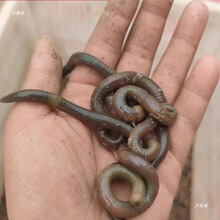 �������w��S�X���D�r��Ұ��������ش������������T�D����