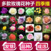 Rose seeds four seasons of indoor potted flowers seeds, all kinds of easy -to -grow live outdoor flowers green plant flower seeds