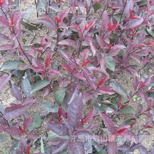 供应紫叶矮樱树苗园林绿化工程苗紫叶矮樱扦插小苗杯苗彩叶花灌木