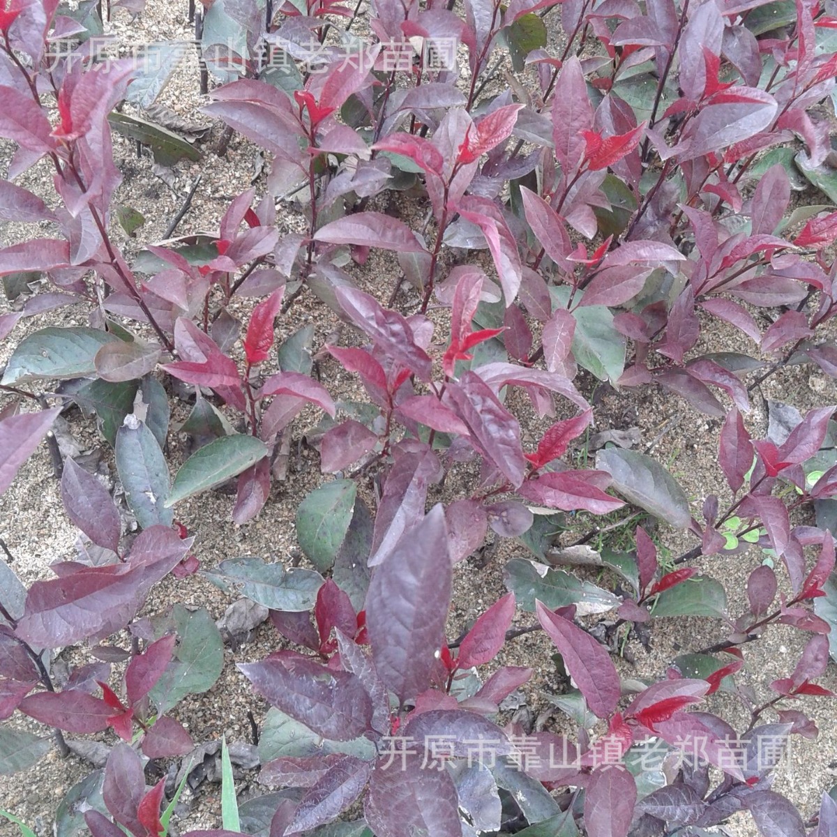 供应紫叶矮樱树苗园林绿化工程苗紫叶矮樱扦插小苗杯苗彩叶花灌木