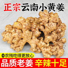 正宗云南小黄姜新鲜罗平生姜老姜农家自种黄姜月子姜干姜非嫩母姜