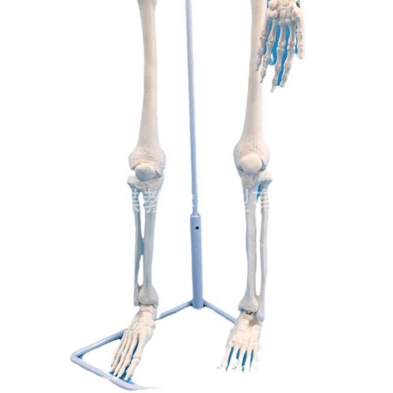 85���ִ��񾭸�׵����������Ǽܱ걾ҽѧ��ѧģ�߹�ʽ����׵