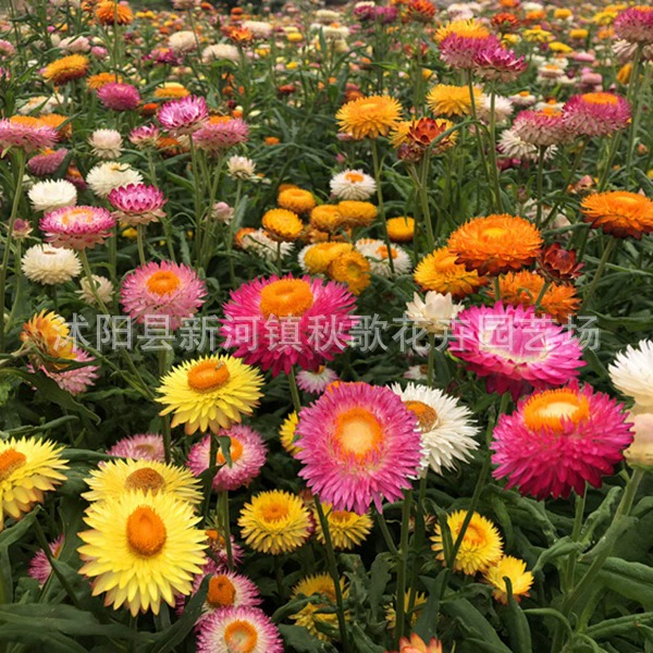 Семена соломы хризантемы воск цветок хризантемы семена сухой срезанный стебель пшеницы хрустящая Хризантема крытый и открытый балкон в горшках весенний посев летнее и осеннее цветение