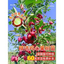 鸡心果树果苗东北小苹果树种植苗南北方耐寒盆栽地栽矮化四季水果