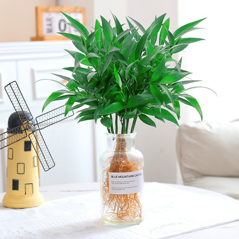 모기퇴치대나무, 편백나무 10그루(투명블루병) + 수정머드 + 영양액