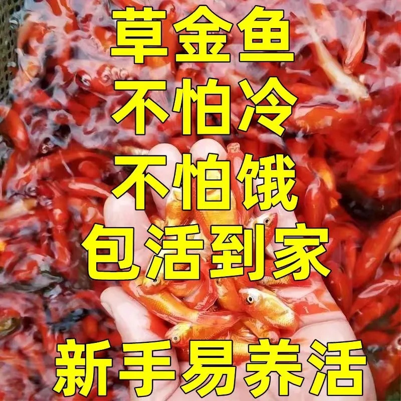 草金鱼活体锦鲫锦鲤活鱼观赏鱼冷水鱼饲料鱼小型鱼苗红鲫鱼摆地摊