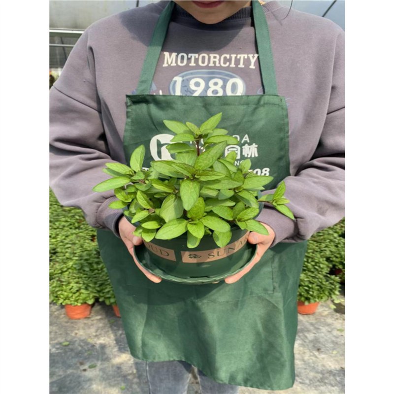 Planta de menta fresca comestible hoja de menta planta de jardín interior mosquitos repelente plantas de menta para gatos flores verdes