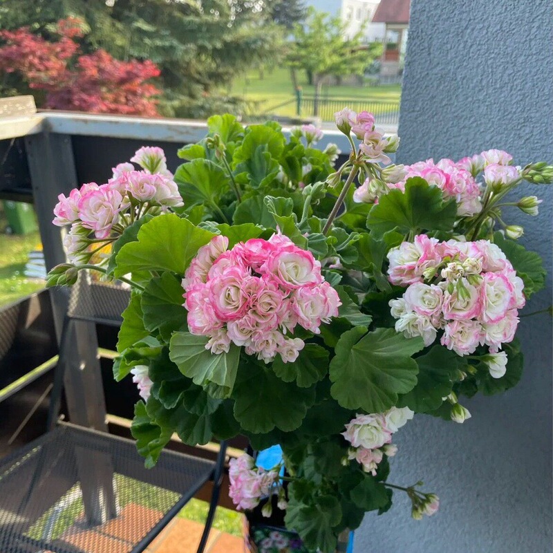 Double-Flowered Upright Geranium Potted Plant with Flower Buds, Hydrangea-Like, Blooms All Year Round, Easy to Care For, Suitable for Balcony, Begonia, and Garden Flowers