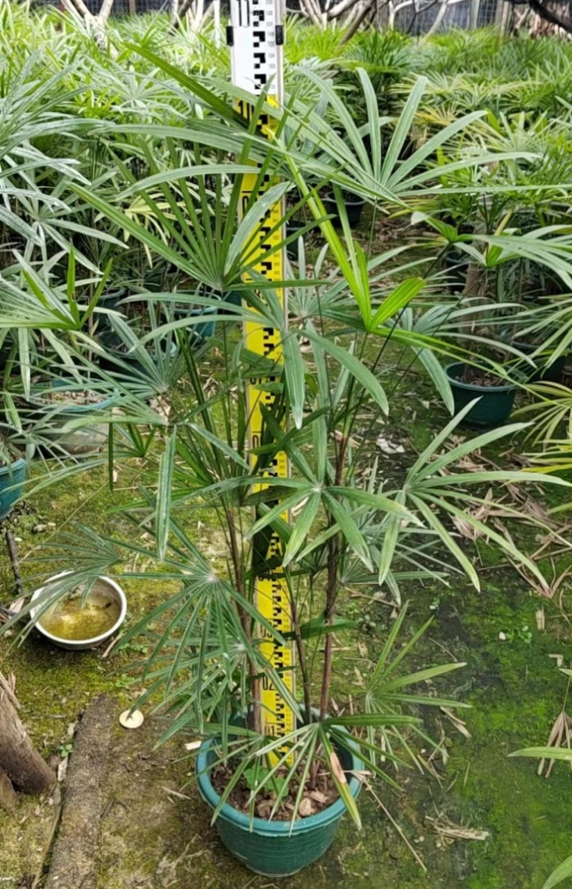细叶棕竹 棕竹广东观音竹 中山棕竹 棕竹产地 棕竹报价-阿里巴巴