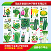 The company wholesale four seasons of vegetables and flower seeds more than 200 products supply chain of vegetables and flowers seeds