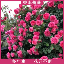 香水蔷薇花种子爬藤月季玫瑰花种子花籽四季开花庭院室内阳台花卉