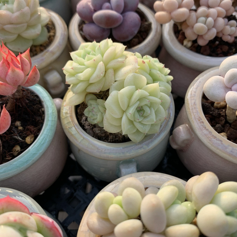 小さな多肉植物、超かわいい、貴重で希少な親指鉢、ミニ鉢植え、鉢付き多肉植物鉢植え、小さな古い支柱|undefined