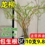 植物水培盆栽绿植龙柳