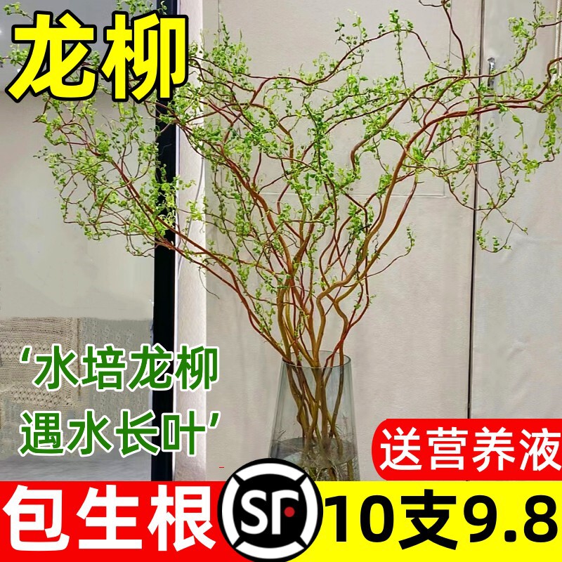 Rich Bamboo Dragon Willow Fresh Cut Branches Green Plant Potted Indoor Internet Celebrity Hydroponic Plants Are Good for Feeding Dry Branches Snow Willow