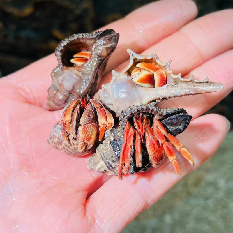 陸生ヤドカリ 初心者向けペット 生物 淡水 デスクトップ パープル ランド グレー ホワイト ダークパープル 観賞用カニ 怠惰なペット|undefined