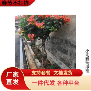 һ�����l������������ֲ���`��������������ϱ����Nֲ�ͺ�ͥԺ��