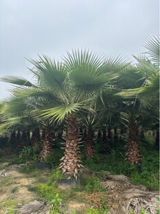 �������˿��������l �㽭�Aʢ�D�ؙ����l  �����A�� �z����ֲ��