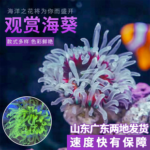 海葵海缸寵物生物珊瑚造景海草海星觀賞海水魚尼莫小丑魚亞馬遜