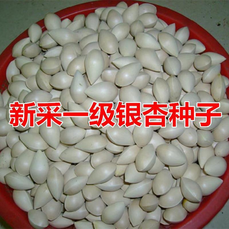 新采银杏种子 可食用 白果树苗盆栽绿化 银杏树种子 特级银杏果籽