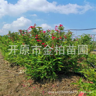 �ͺ��\������t�����\���G�h��������Ǥ��С�繤����ľ�\����